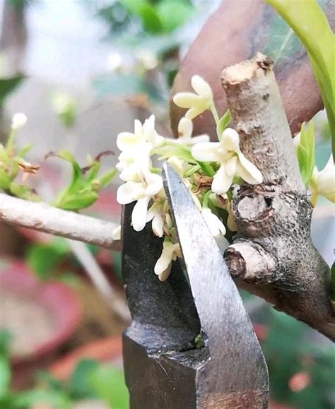 桂花不長葉|桂花不長葉不開花，爛根養不活？只靠修剪就能解。